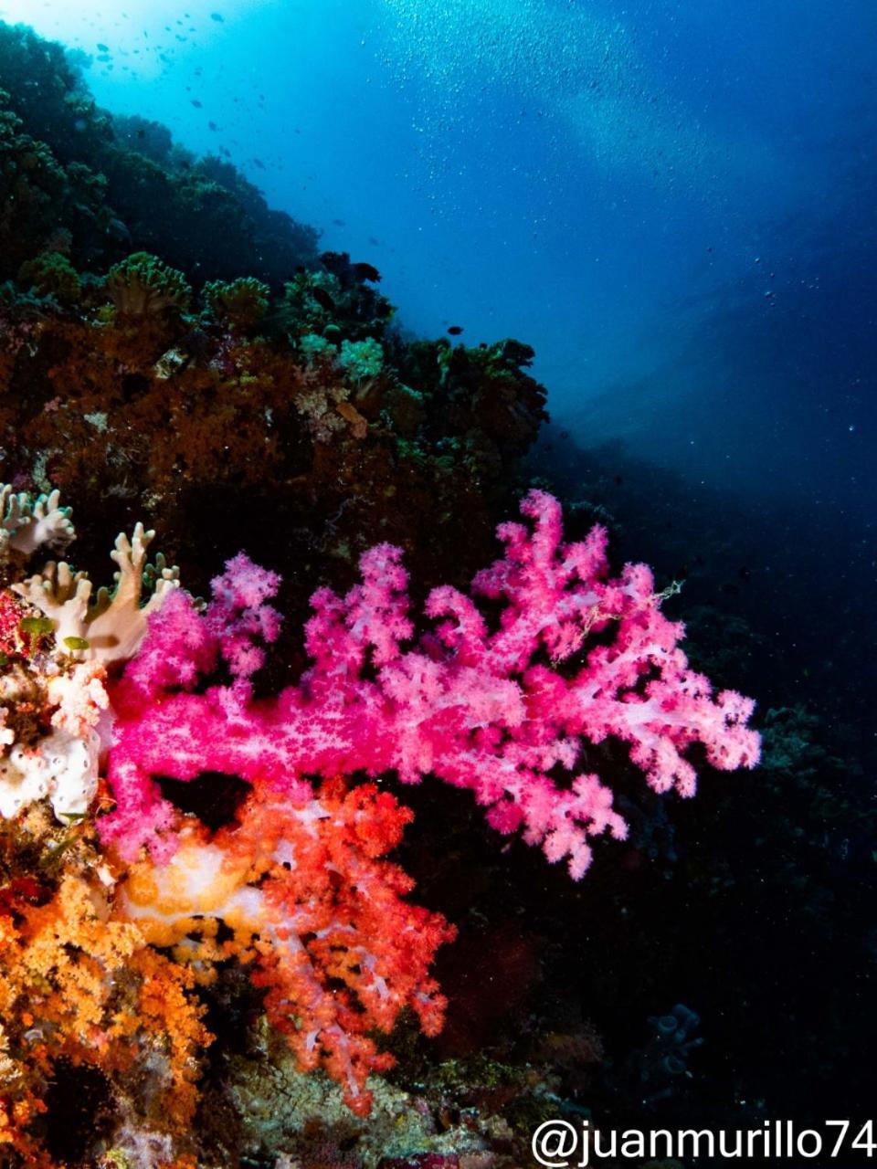 Marind Dive Eco Resort Waha ภายนอก รูปภาพ